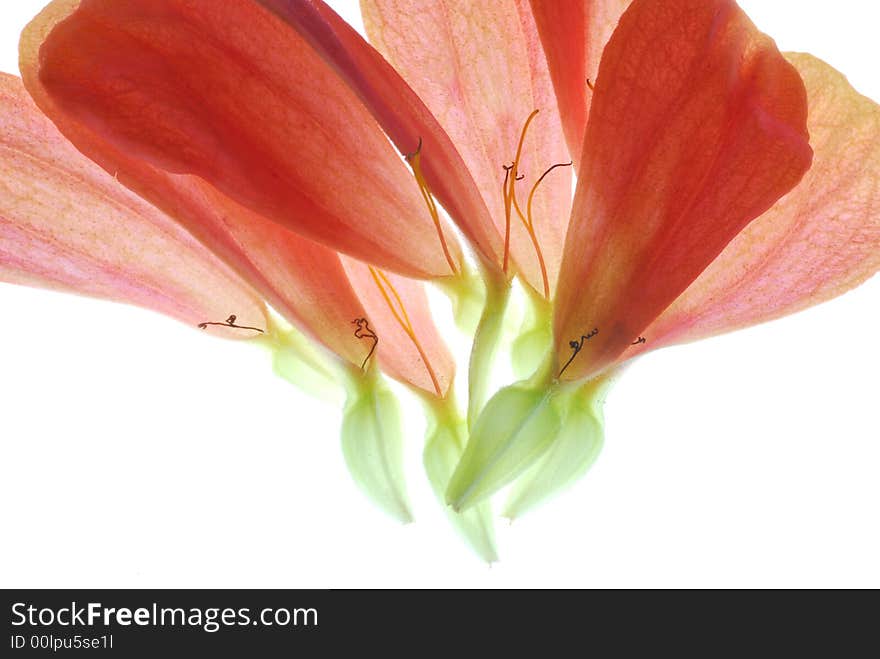 Red petals on light box