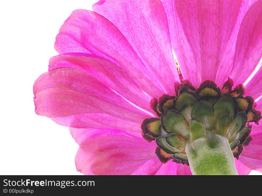 Pink flower against white background