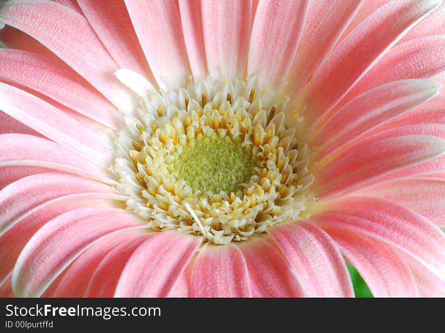 Close up of pink gerber flower