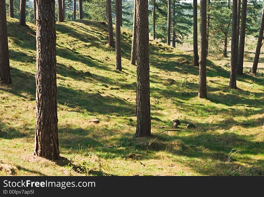 A sunny open place in a forest. A sunny open place in a forest