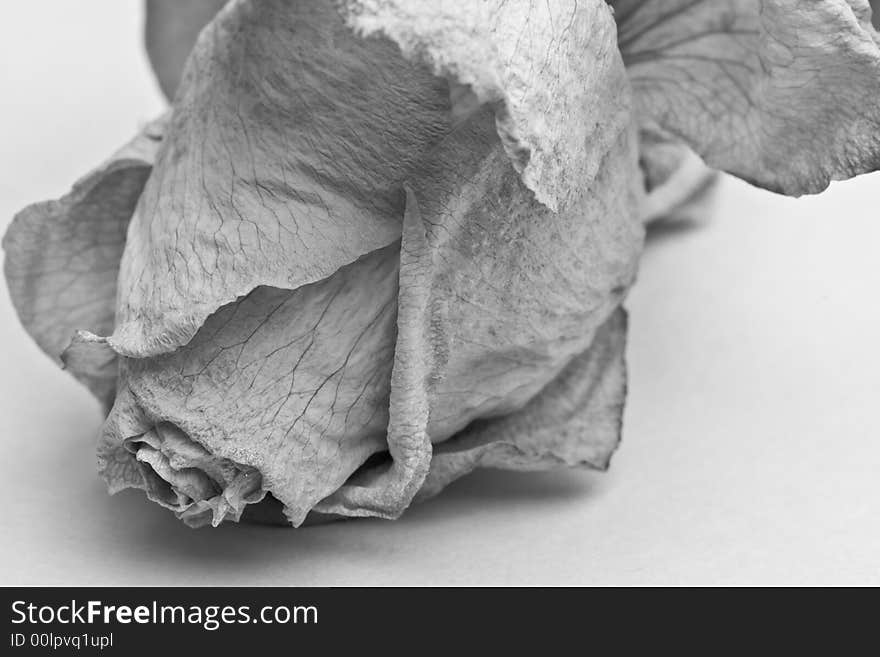 Wilted rose in black and white, revealing the delicate texture