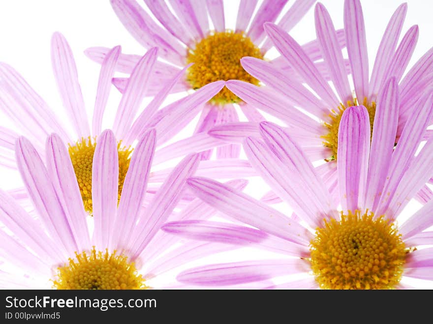 Pink aster flowers on light box