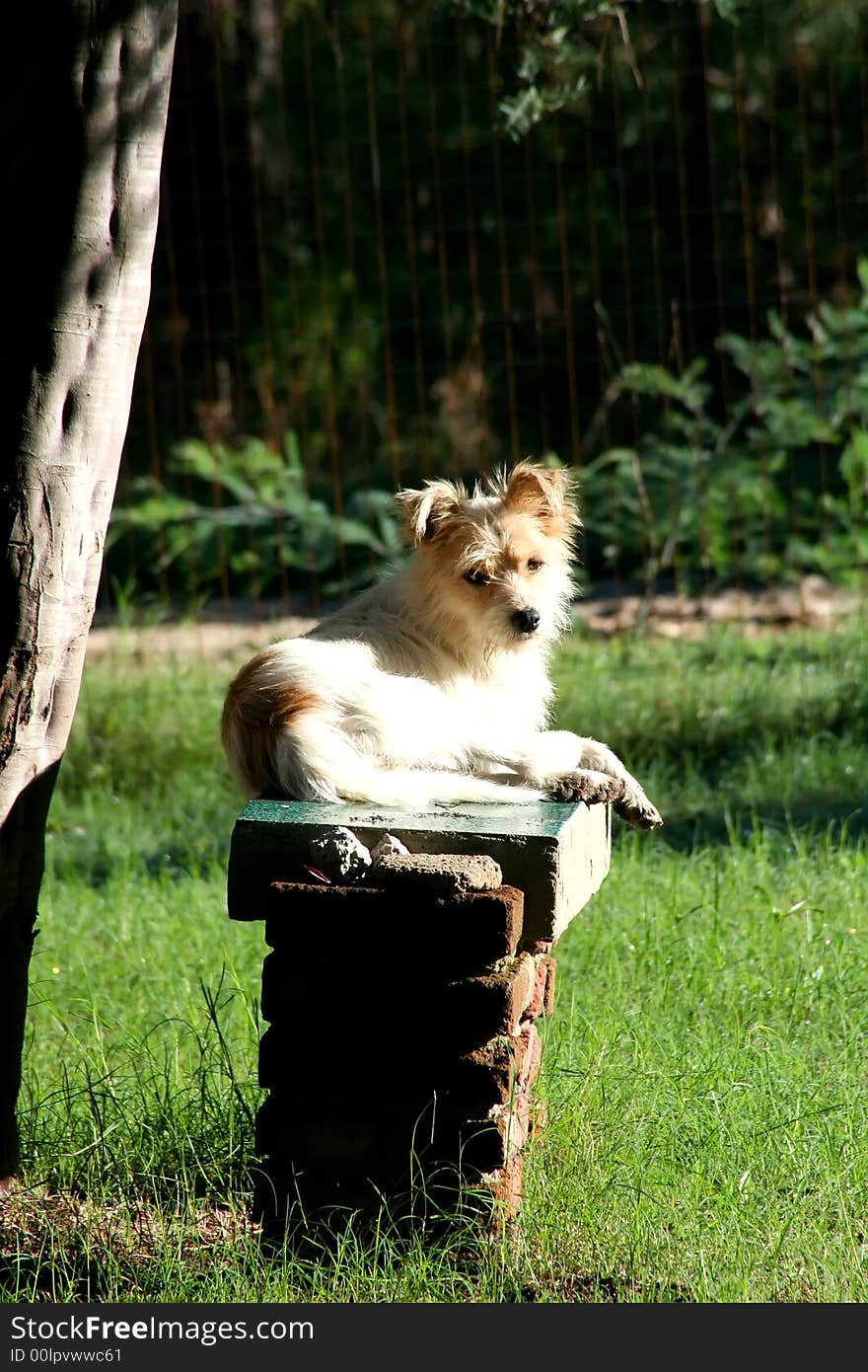 Digital photo of a long-haired Jack Russell resting in the sunshine. Digital photo of a long-haired Jack Russell resting in the sunshine.