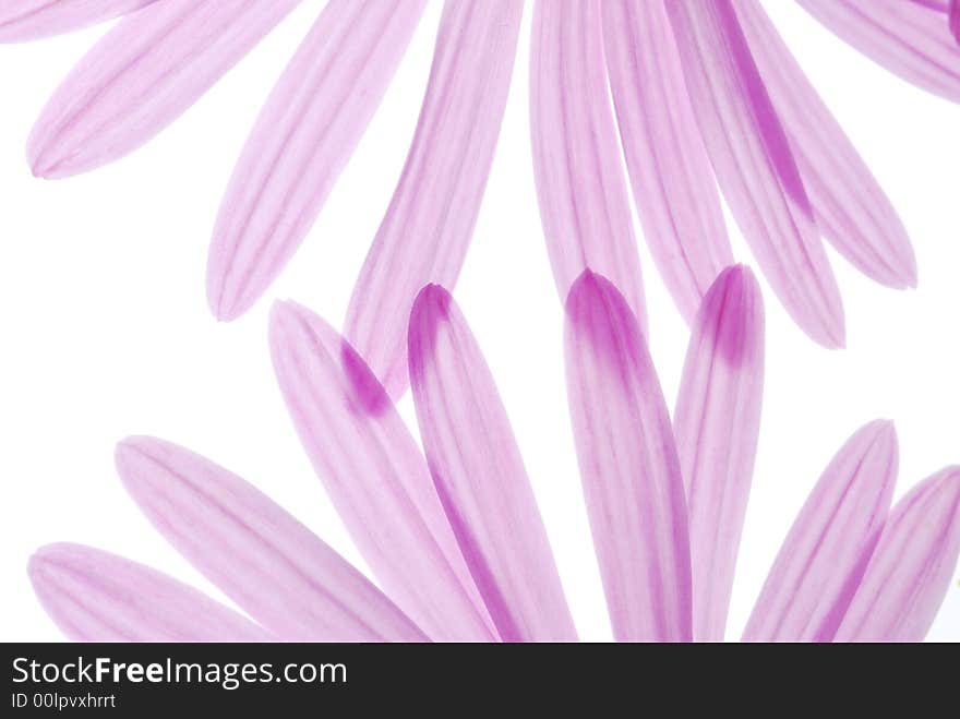 Pink asters petals on white background