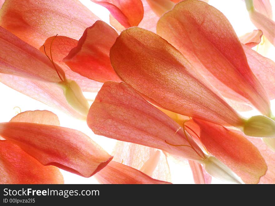 Red flower petals on light box