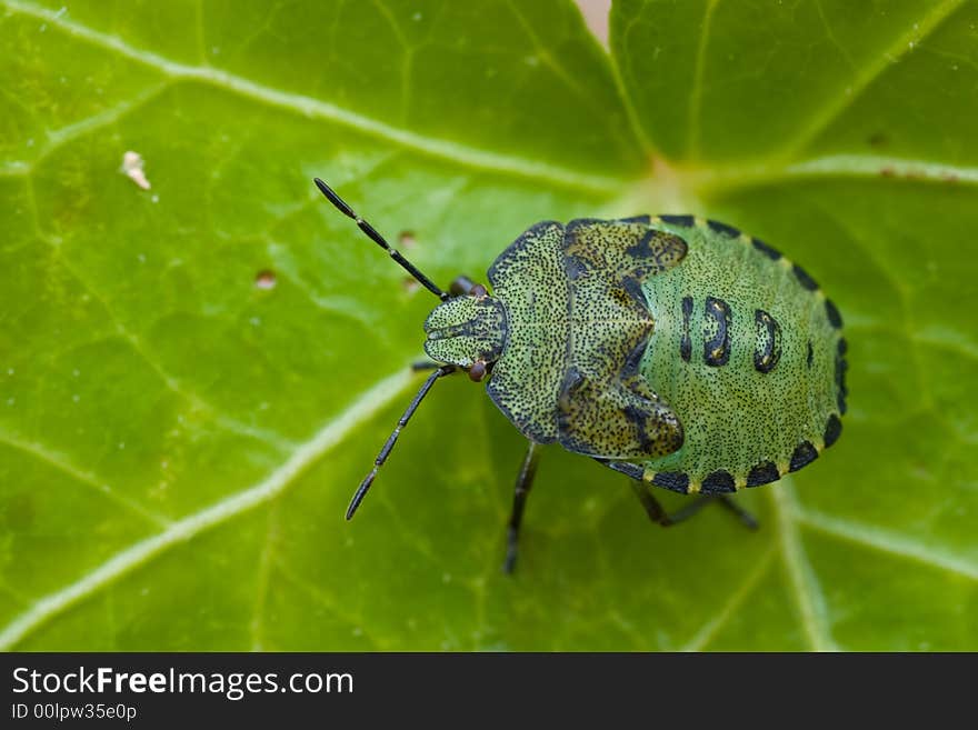 Green bug