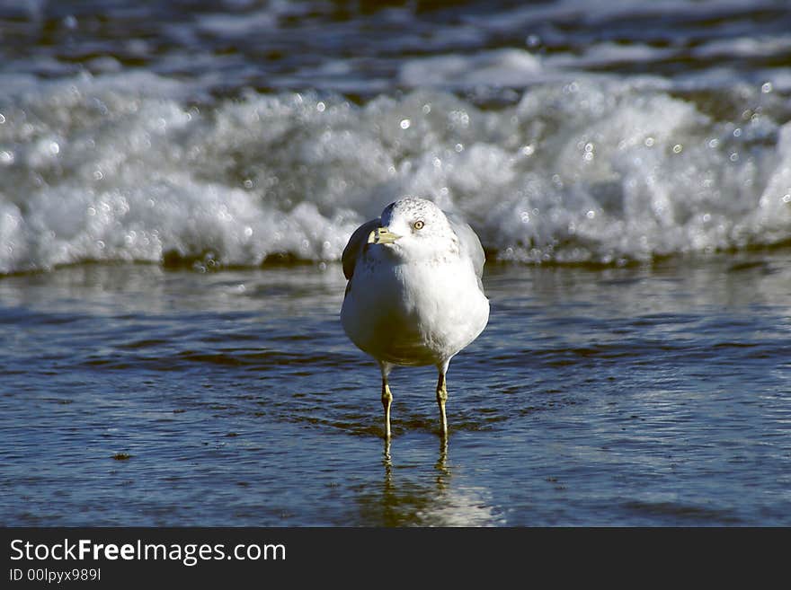 A sea gull