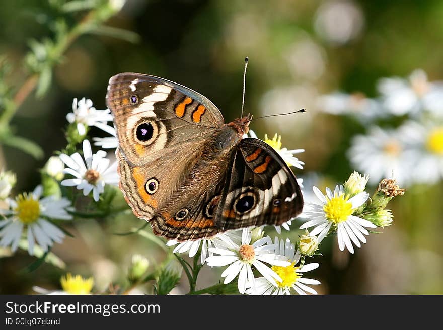 A Buckeye Butterfly resting on a plant with wings wide open.