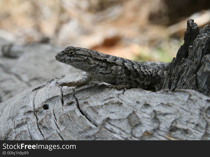 A California Rock Lizard who let me sneak up pretty close. He was about 8 inches long