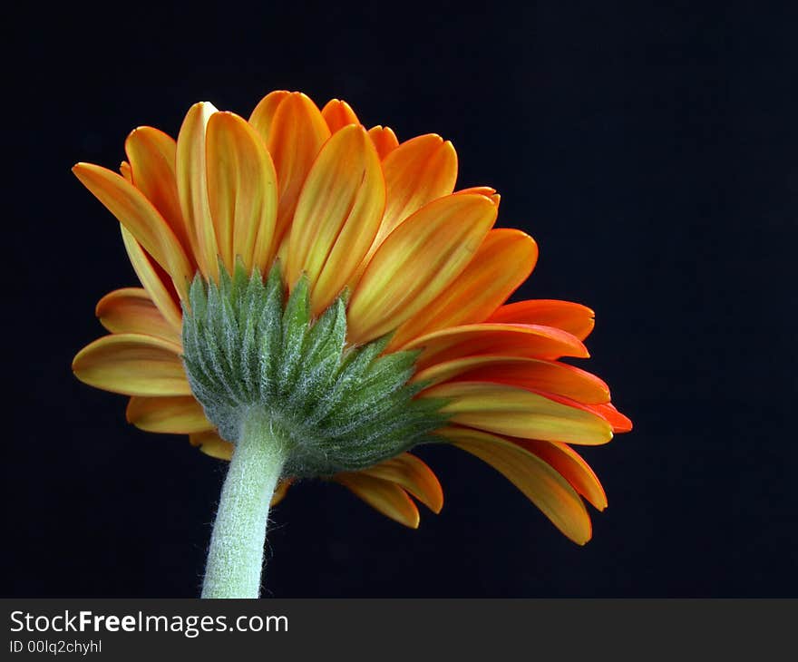 Orange Gerbera Daisies on a black background. Orange Gerbera Daisies on a black background