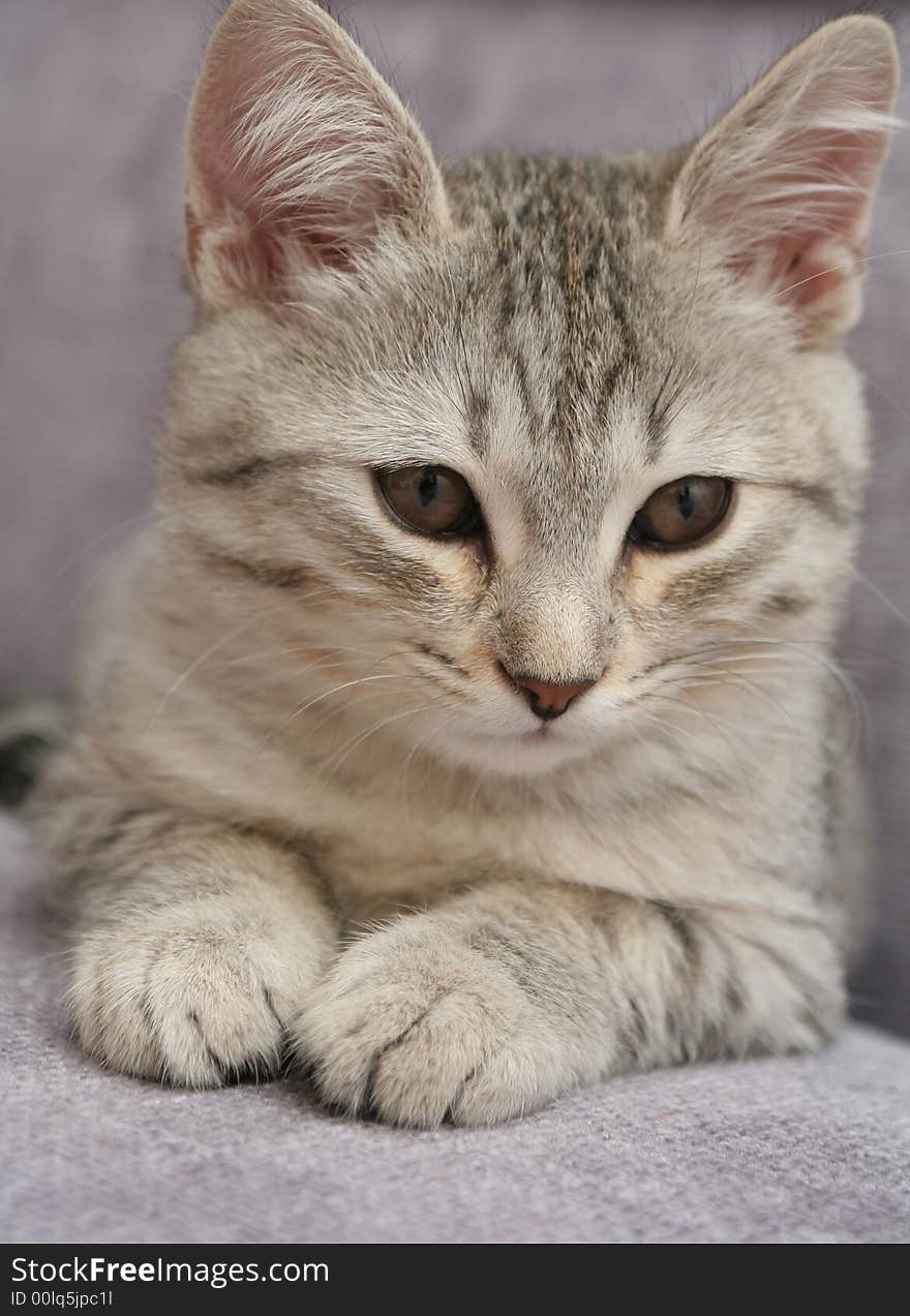 Sight Of A Small Grey Kitten