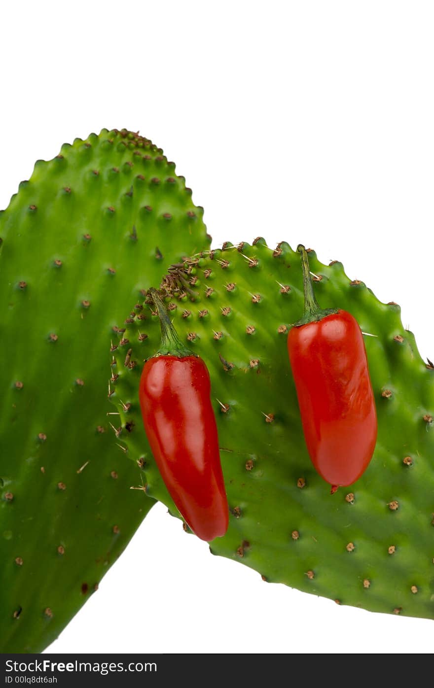 Red chili peppers on green cactus. Red chili peppers on green cactus