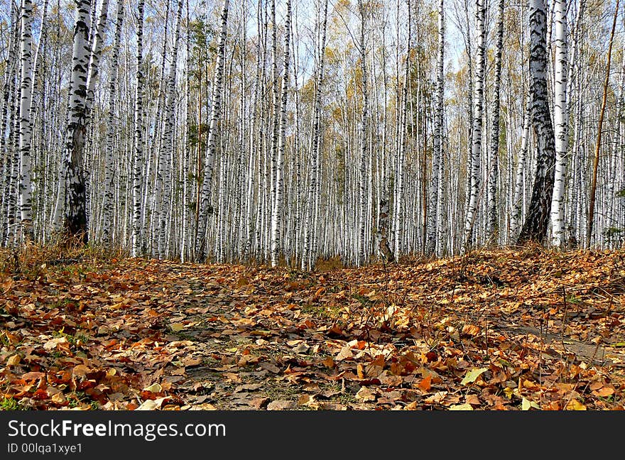 Autumn Birch Forest