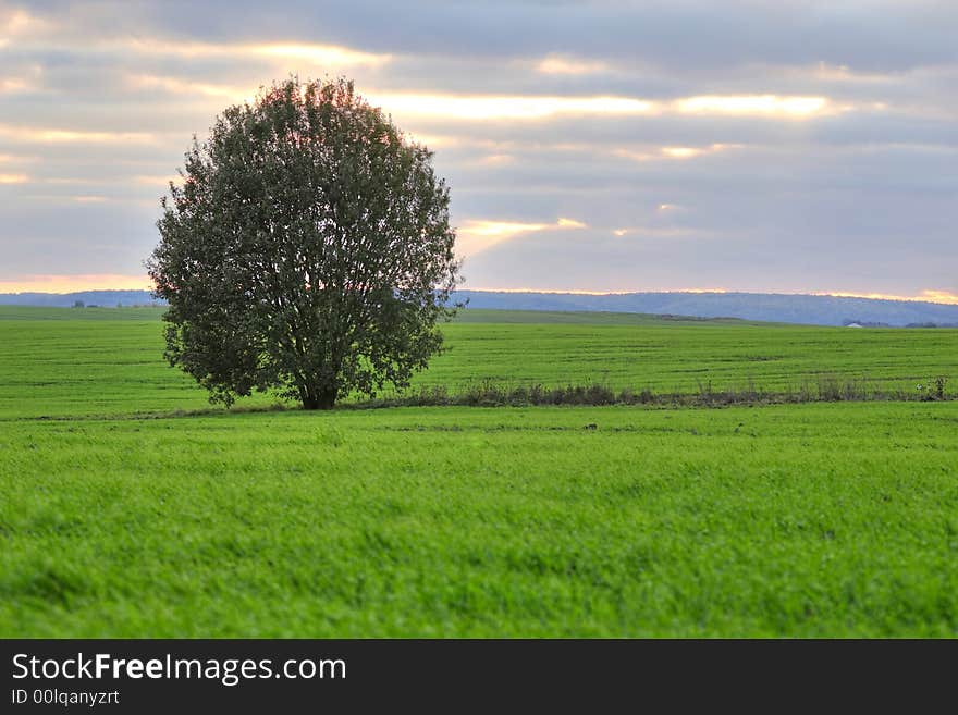 An image of lonely tree on a field. An image of lonely tree on a field