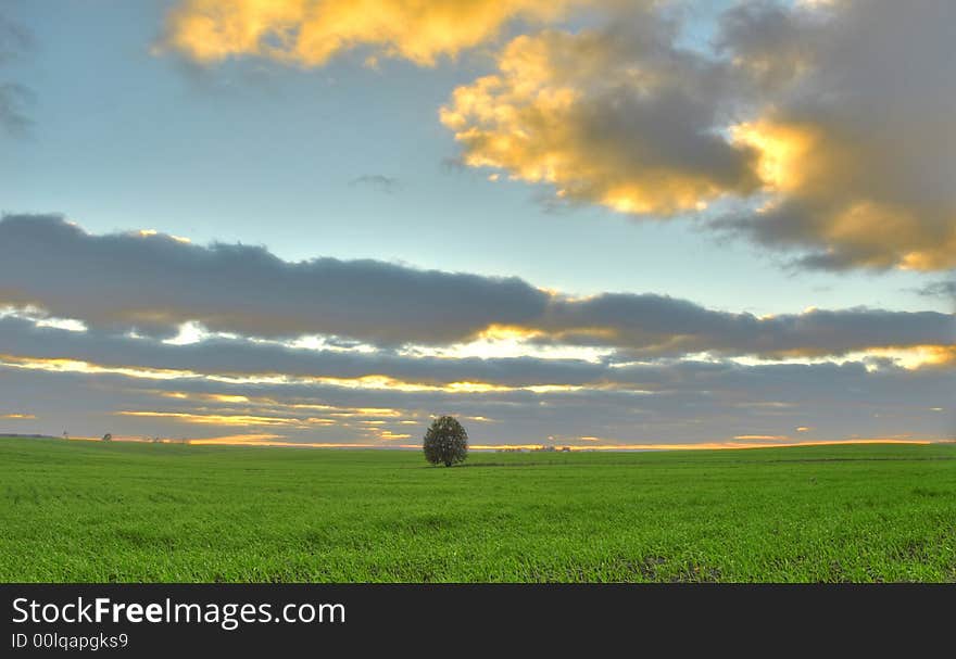 Lonely tree on a green field