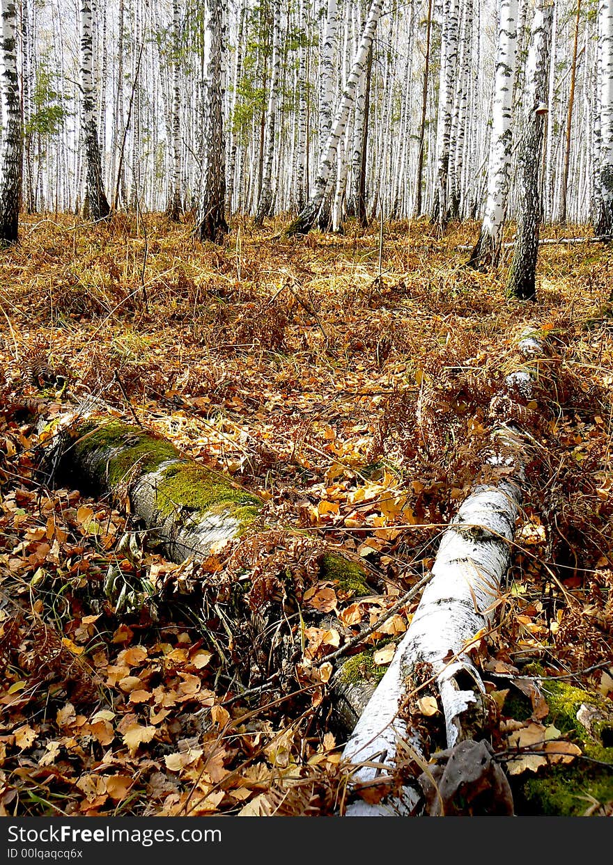 Autumn birch forest