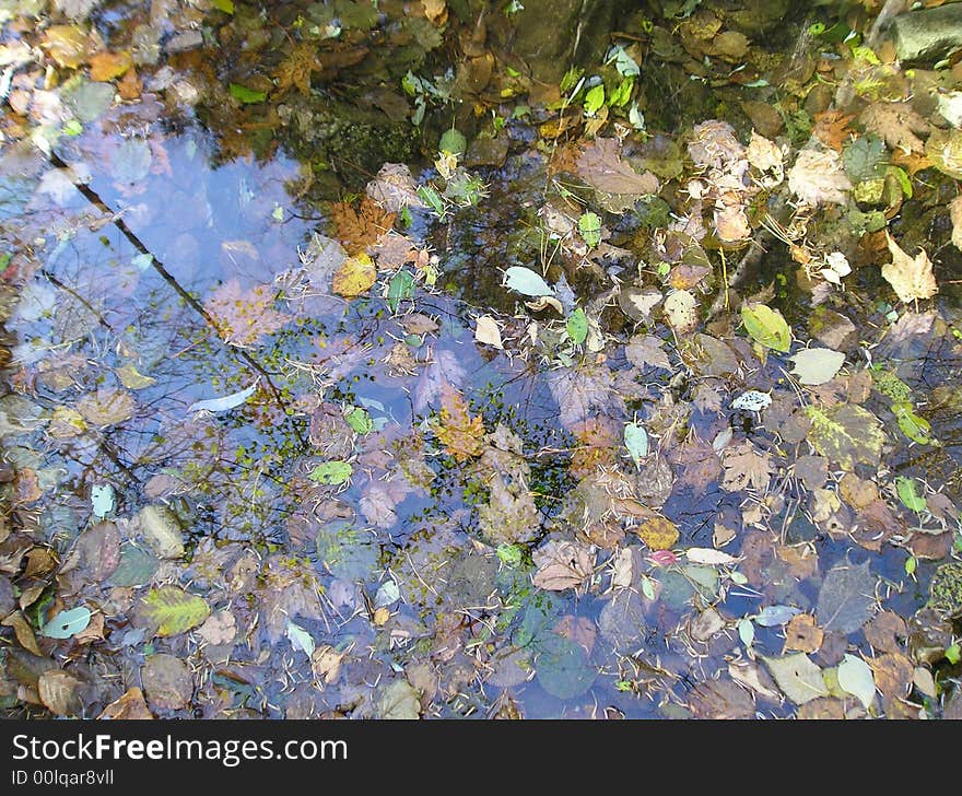 Carpet Of Leaves