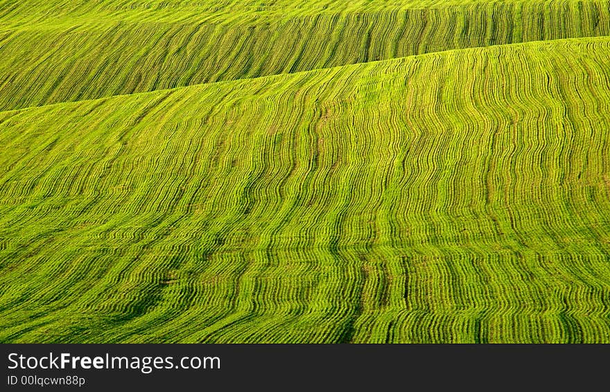 Green field for playing golf. Green field for playing golf