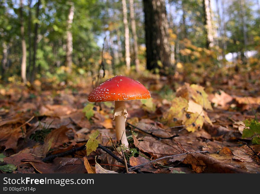 A red and white poisonous mushroom. A red and white poisonous mushroom