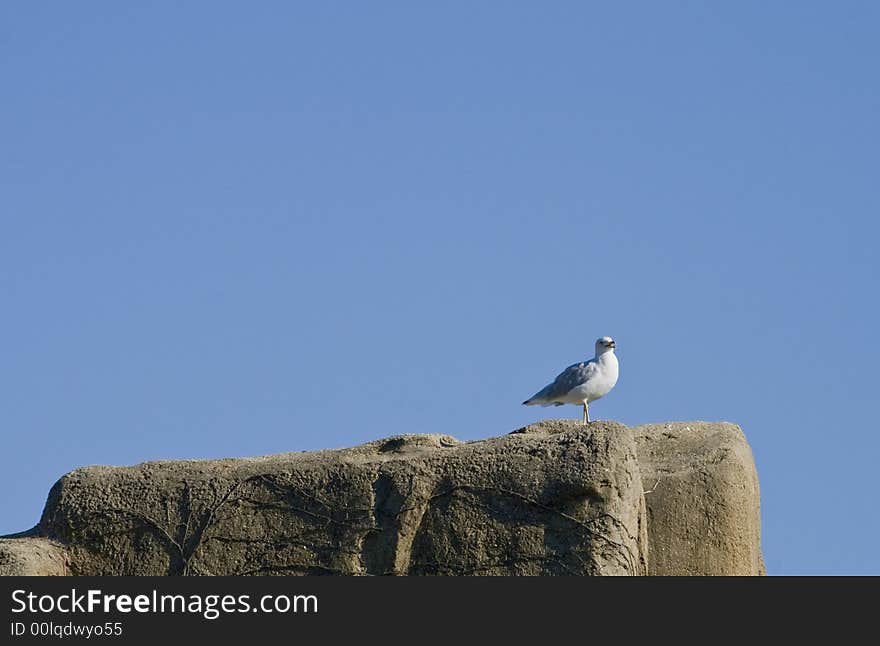 Gull on the Rocks