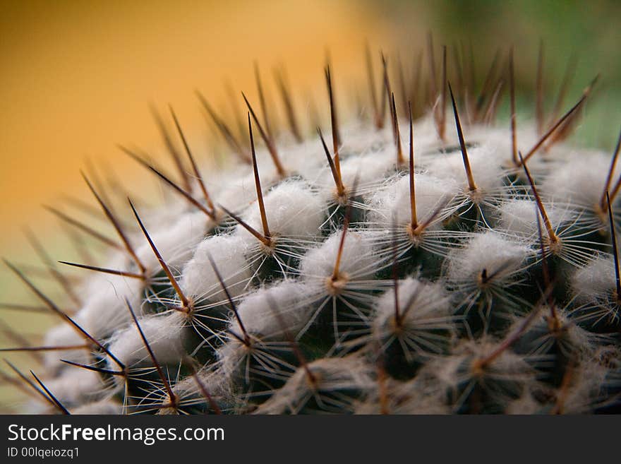 Close-up of the thorns on a small cactus forming a geometric pattern. Close-up of the thorns on a small cactus forming a geometric pattern.