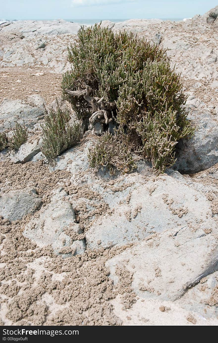 Fynbos on beach