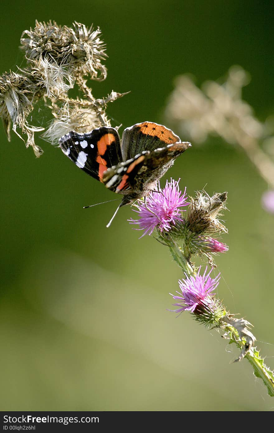 Red Admiral, Vanessa atalanta, sitting on the flower of Spiny Plumeless Thistle, Carduus acanthoides