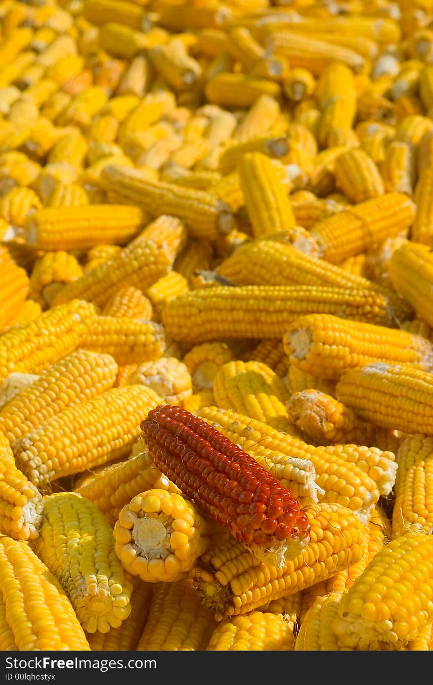 There are yellow and red corns