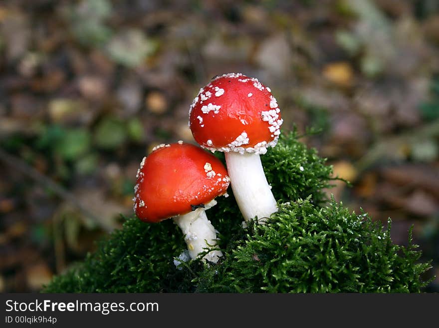 A red and white poisonous mushroom. A red and white poisonous mushroom