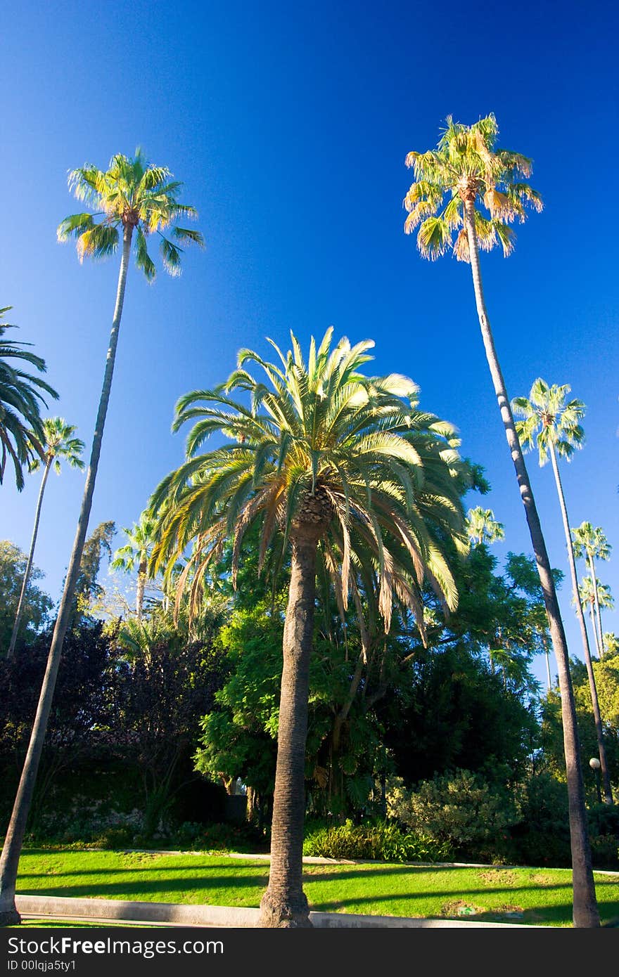 Tall palm trees against a deep blue sky and lining an exclusive street in the community of Beverly Hills California. Room for text. Tall palm trees against a deep blue sky and lining an exclusive street in the community of Beverly Hills California. Room for text.