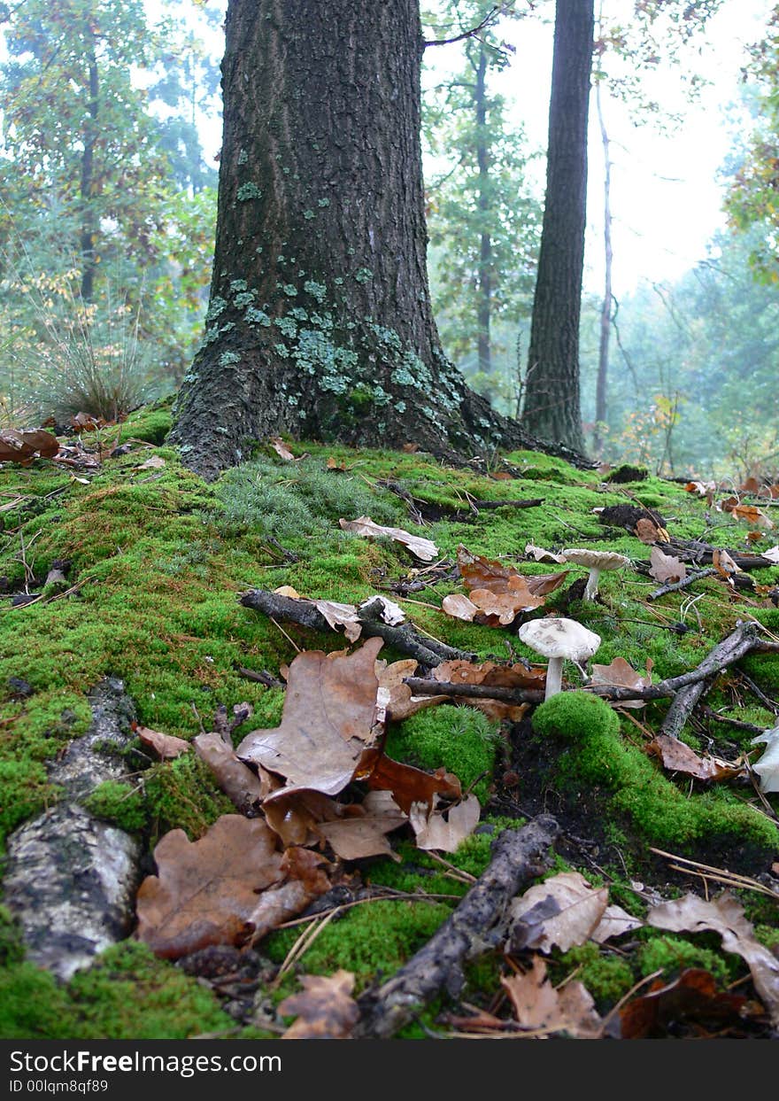 Forest in autumn