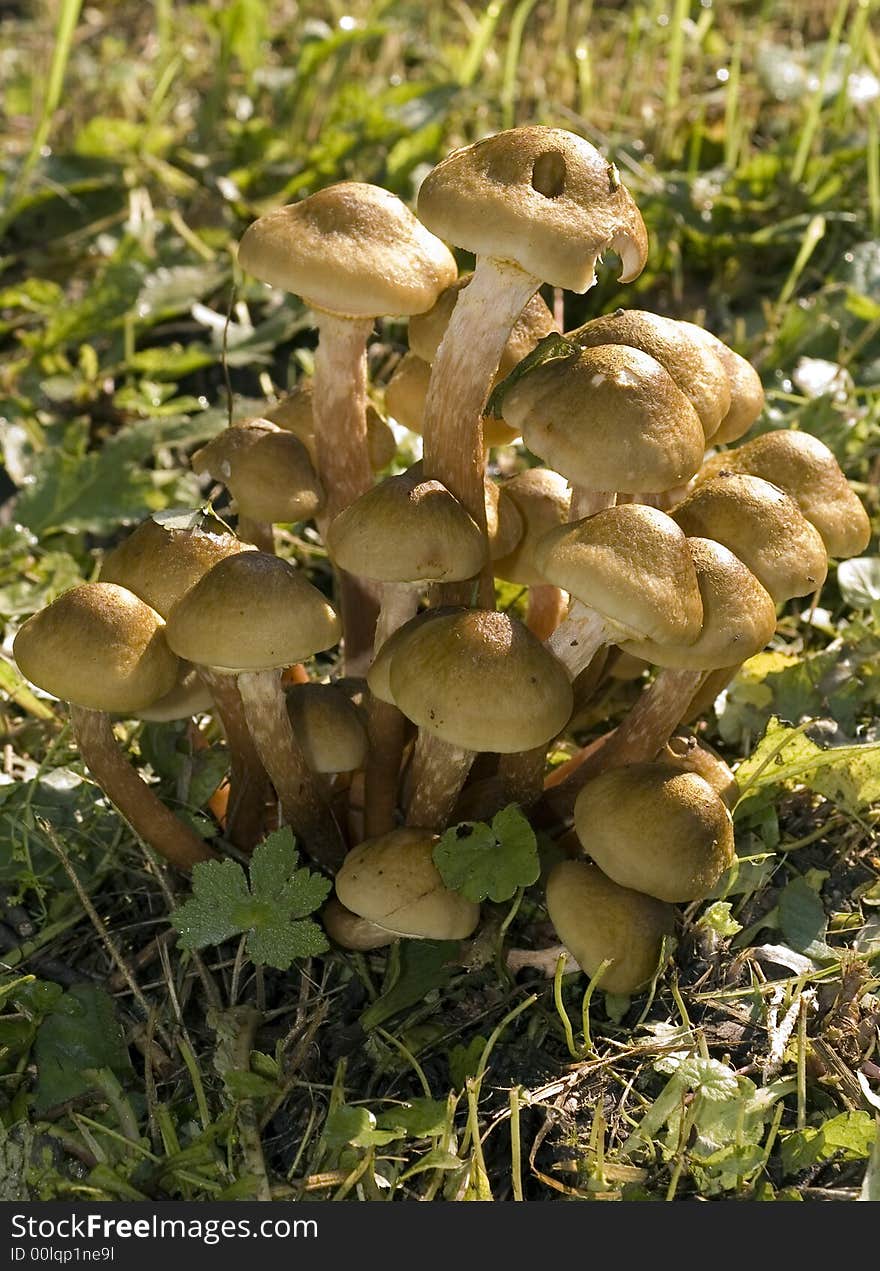 Mushrooms In The Field