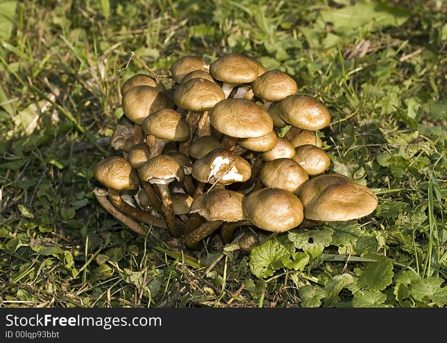 Mushrooms