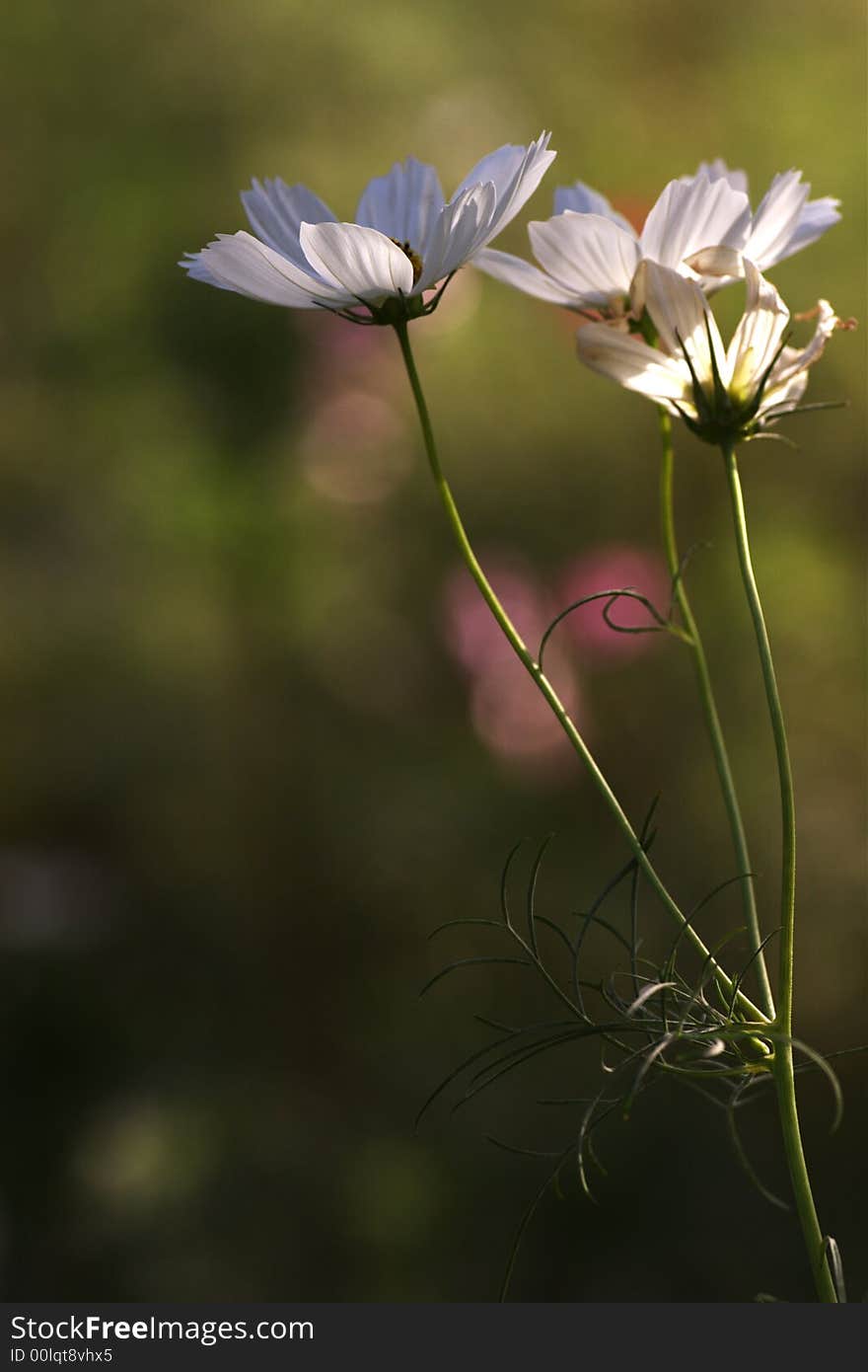 white flowers in garden on green background