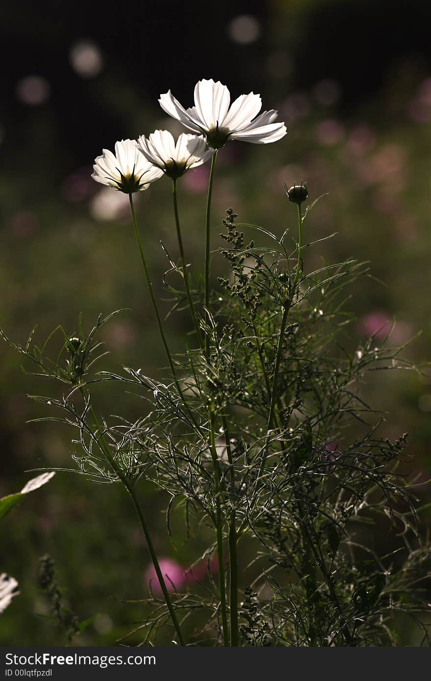 White flowers in garden on green background