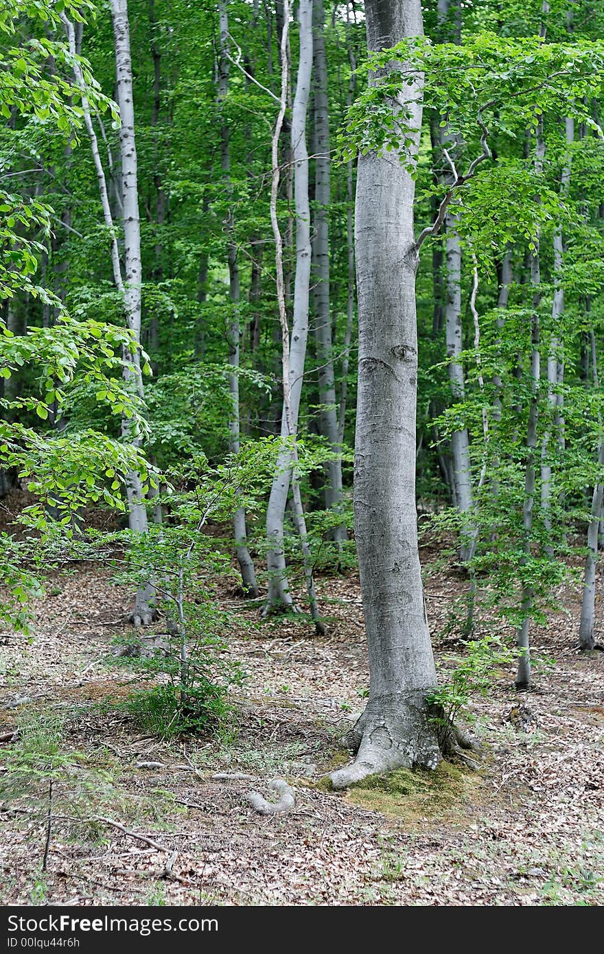 Mountain forest