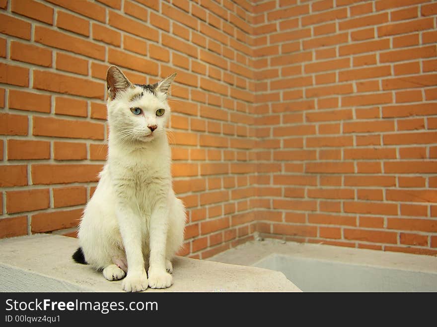 A white persian cat is sitting seriously