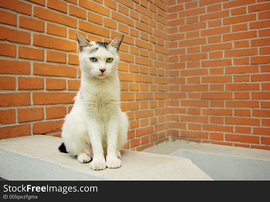 A persian cat staring at you