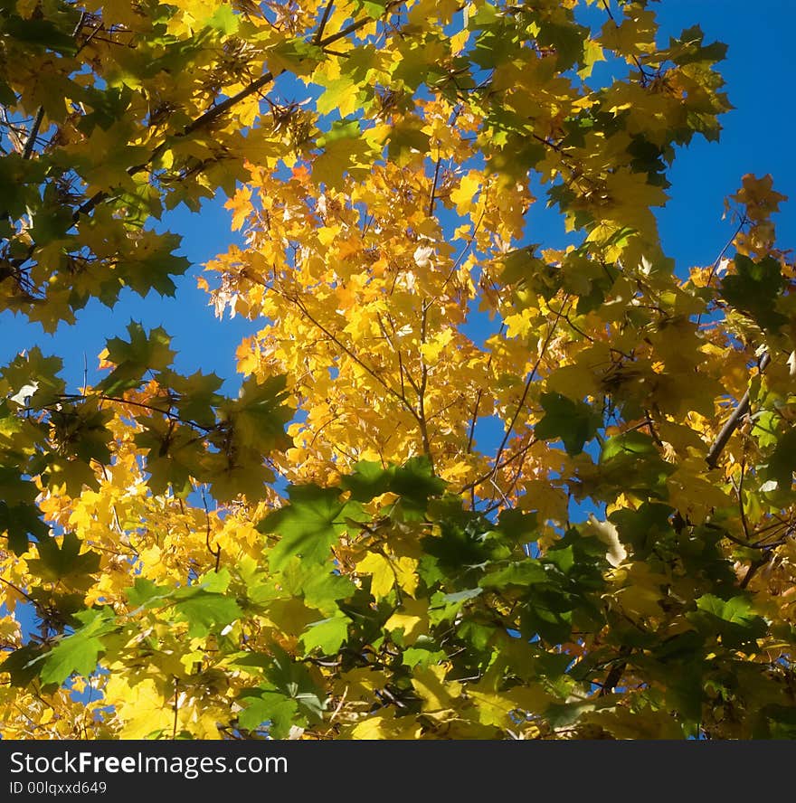 Leaves On Sky Background