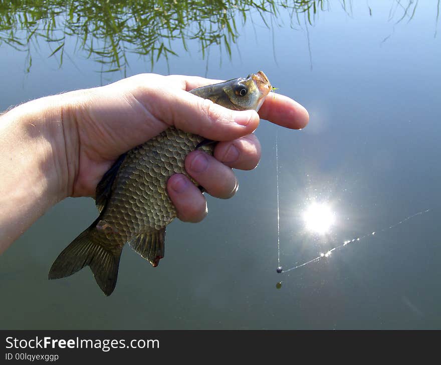 Crucian river fish on a hand