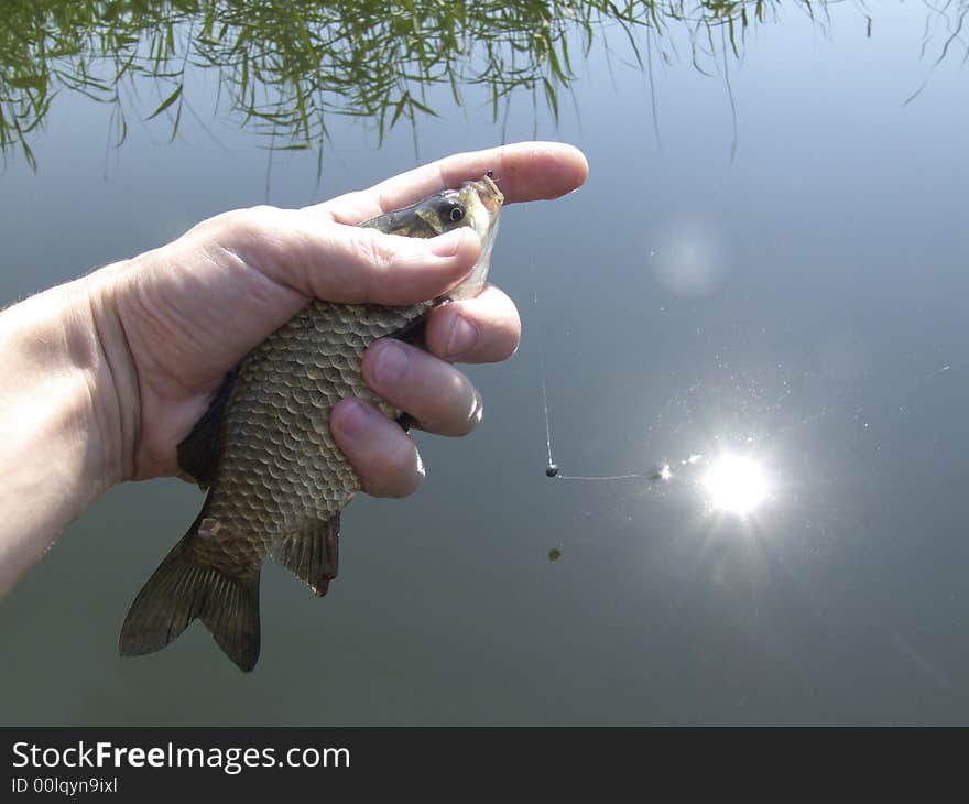 Crucian river fish on a hand