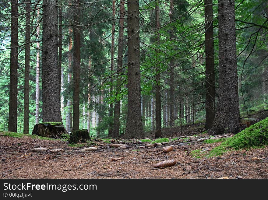 Czech forest