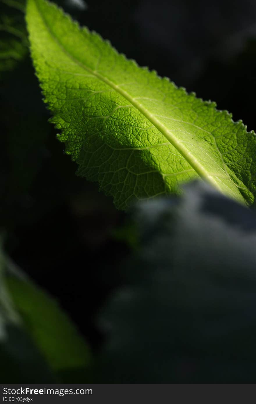 Green leaf