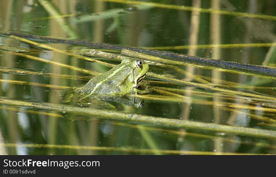 Frog