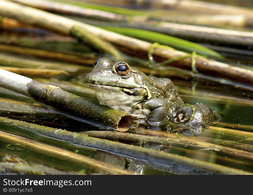 Frog