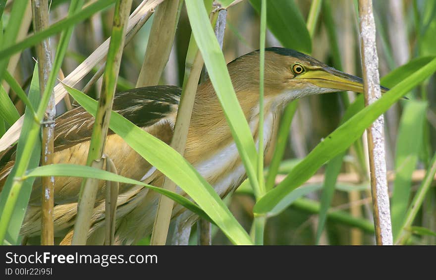 Bird on a green background