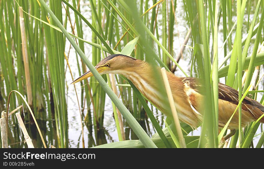 Bird on a green background