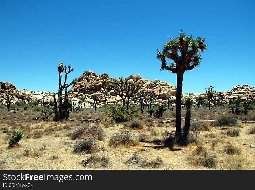 A desert view from Joshua Tree National Park with several Joshua trees.