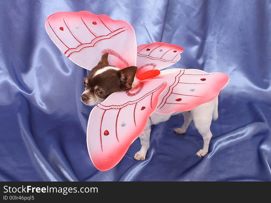 Chihuahua As Butterfly