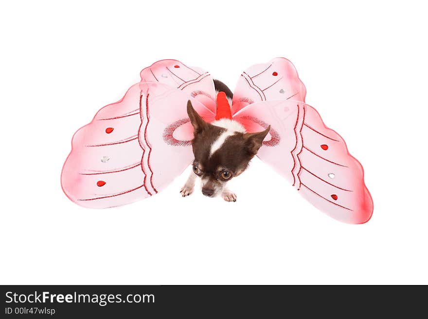 Chihuahua as butterfly